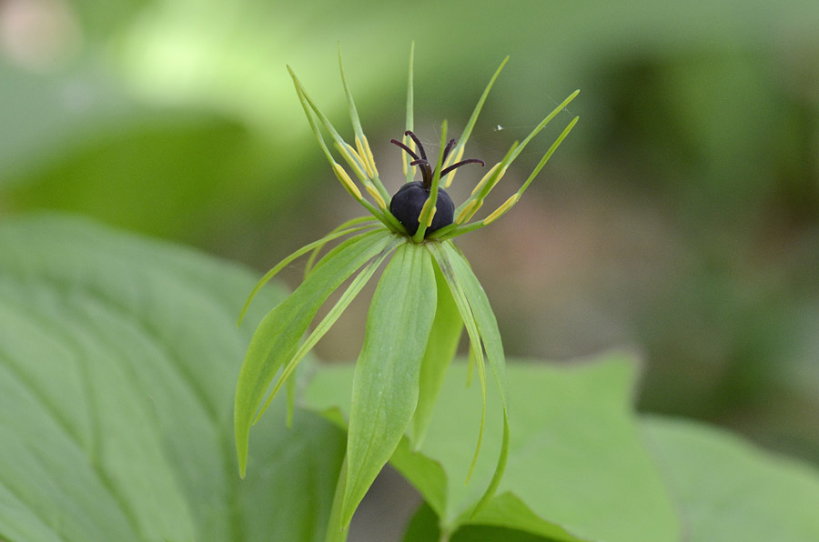 Bellezza inquietante, Paris quadrifolia / Uva di Volpe